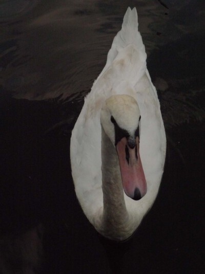 ART APPLETREE Galerie - Künstler - Ralf Schmerberg ART APPLETREE Galerie - Künstler - Ralf Schmerberg