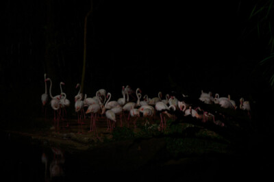 ART APPLETREE Galerie - Künstler - Ralf Schmerberg ART APPLETREE Galerie - Künstler - Ralf Schmerberg